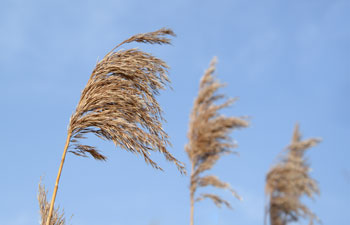 Hay blowing in the wind